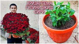 :      999035127 Xrizantema gilini tuvakka ekish va kopaytirish