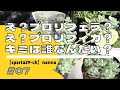 【多肉植物】#07 え？プロリフェラ？え？プロリフィカ？キミは誰なんだい？