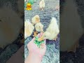 البط ياكل الطعام Duck دويتو Arabic Nature Cute Birds Animals طيور اكسبلور Travel 