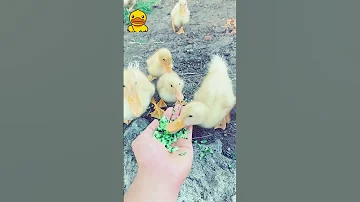 البط ياكل الطعام Duck دويتو Arabic Nature Cute Birds Animals طيور اكسبلور Travel 