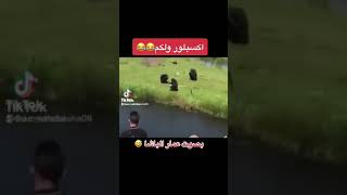 قرد ينظرب على راسك