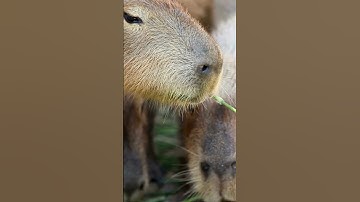 ♫ Capybara Song - Chiến Thần Ngoại Giao | Nhạc Thiếu Nhi Vui Nhộn