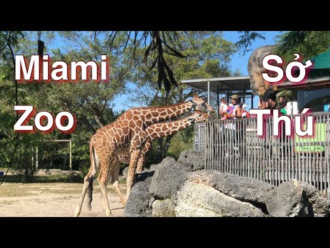 Video: Sở thú Miami