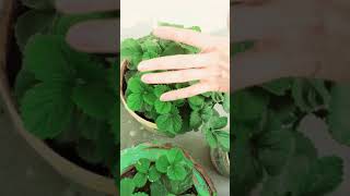 Strawberry Fruiting First Time In Winter In Different Pots