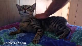 Cat in Australia, Кот в Австралии, Смешной кот