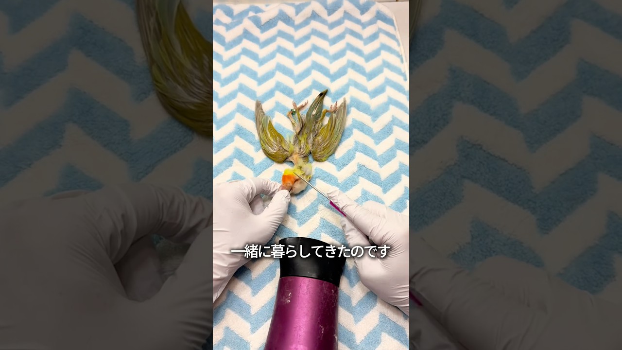 愛するオウムを失いたくなかった飼い主