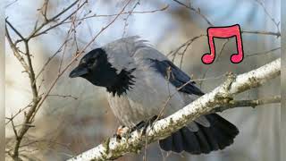 Ворона || Пение птиц