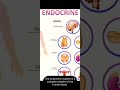 endocrine system 🥨 and their role in human body 💥 #shorts  #svnursing