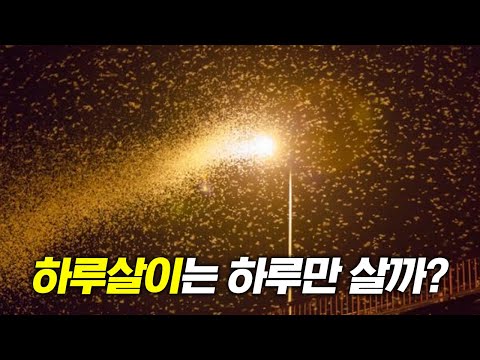 Do mayflies really only live for a day?