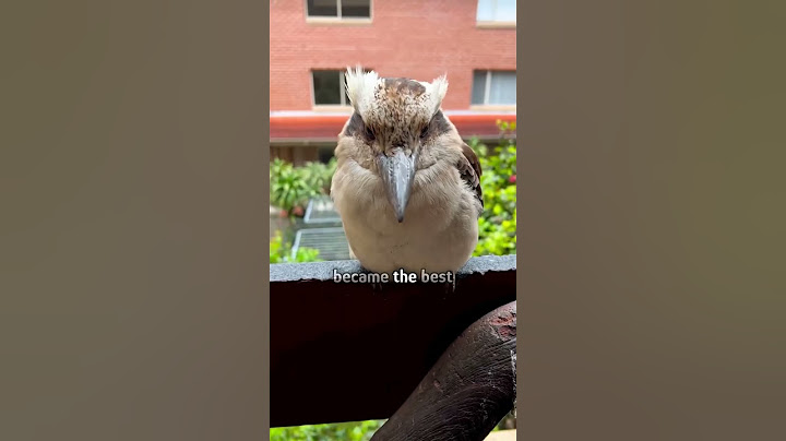 Kookaburra flew into lady’s house #shorts