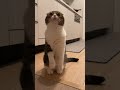 🐈👽🕺#shorts