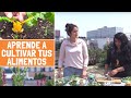 HUERTOS URBANOS | RECETA PARA HACER UNA ENSALADA SALUDABLE