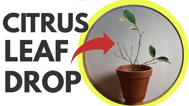 Solving Citrus Leaf Drop: Causes and Solutions