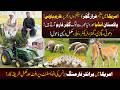 Gujjar Farmhouse In America 🇺🇸| Desi Village Life &amp; Poultry Farming Business | Hafiz Ahmed