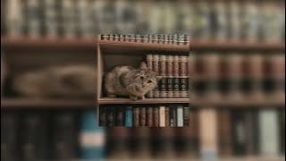 rafeeq al darb - mohammed al hisayan slowed | slowed