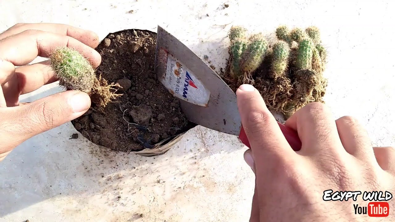 صبار عمة القاضي|زرعت ٢٠٠شتلة من ام واحدة @tarekabbasvo