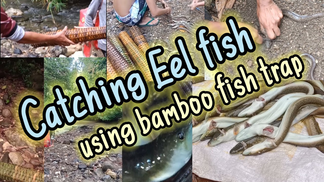 catching eel fish using bamboo fish trap (piyawli) techniques