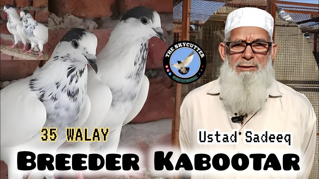 Sialkoti Breeder Kabootar Ustad Sadeeq Sahab || Old is Gold || Old City Jammu and Kashmir by Aamir 