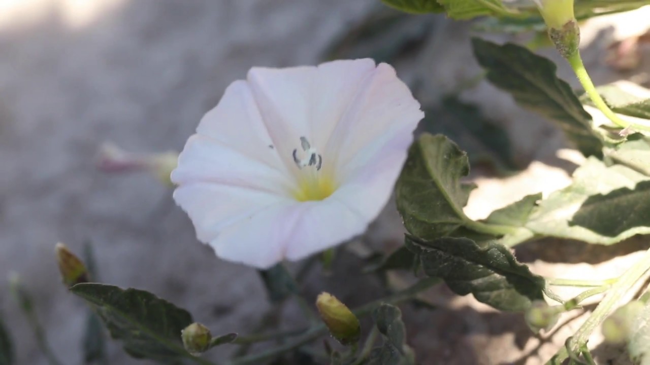Is Bindweed Pollinated By Insects?
