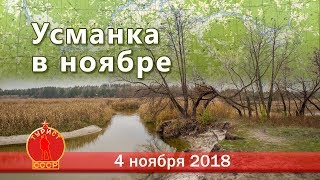 Усманка в ноябре. Зарисовка