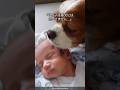 【番犬無理】キャバリアの可愛さがわかる1分解説