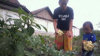 Harvesting Broccoli With A Girl