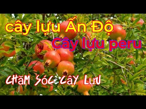 Video: Nhu Cầu Bón Phân Cho Cây Lựu - Khi Nào Và Nên Nuôi Cây Lựu