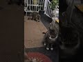 raccoon and cat at the door
