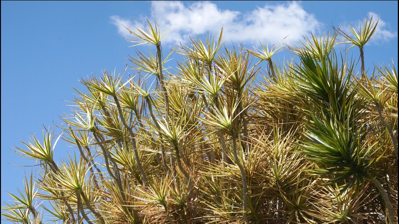 Centennial Park, Sydney