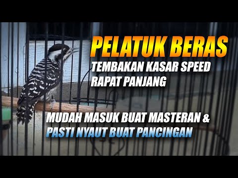 JERNIH PANJANG!! MASTERAN PELATUK SAMPIT BERAS GACOR FULL TEMBAKAN DURASI JEDA SEJALUR RAPAT KASAR