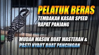 PELATUK BERAS GACOR SUARA JERNIH NEMBAK PANJANG MASTERAN - PANCINGAN PELATUK SAMPIT BETINA GACOR