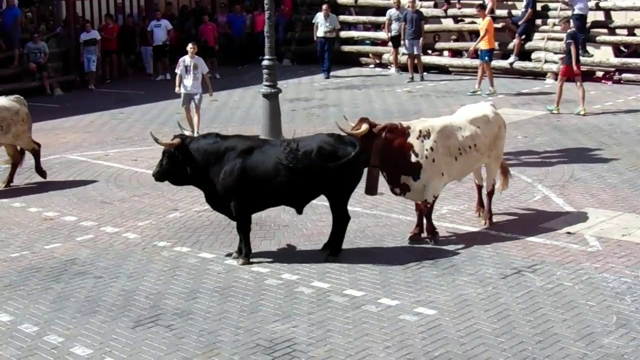 Segundo encierro elche de la sierra 2018