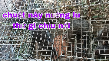 Bẩy chuột cống nhum địa điểm bỏ hơn hai tháng nay trở lại và những chú chuột cống ú nu đã bị bắt