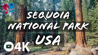 Road trip to Sequoia National Park and Kings Canyon National Park - California - USA - 4K UHD