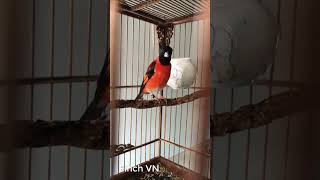 Red siskin singing