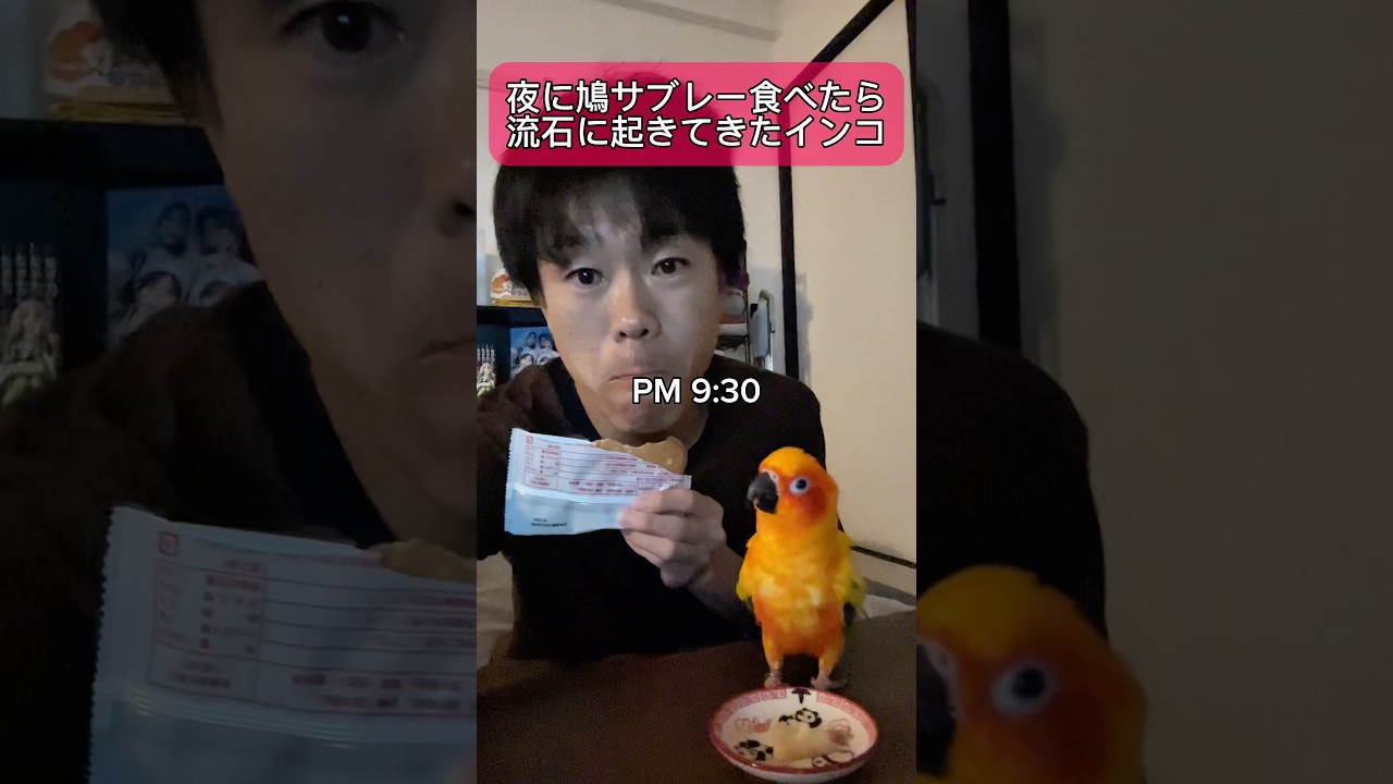 鳩サブレー食べてたら起きてきたインコ🦜 #インコ #暮らし #セキセイインコ #コガネメキシコインコ #鳩サブレー #暮らしチャンネル