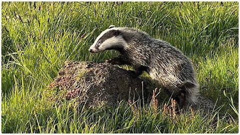 Seeing a badger in the wild for the first time! #ukwildlife
