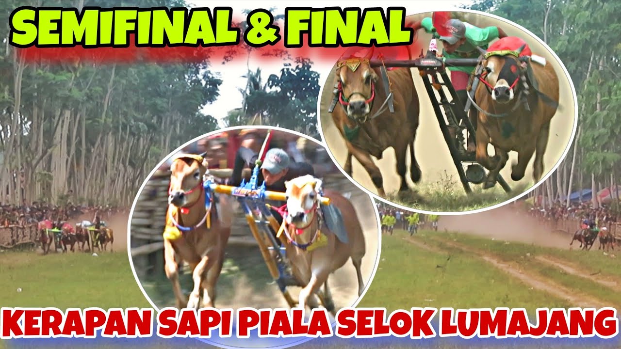 BABAK SEMIFINAL & FINAL LOMBA KERAPAN SAPI PIALA SELOK LUMAJANG || KEJUTAN 2025 TEMBUS 1 ATAS