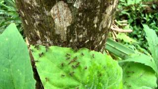 Azteca Ants