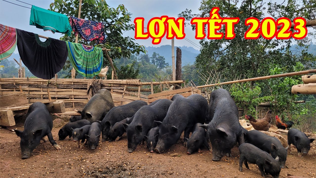 Vào bản tìm mua lợn đen, lợn mán, lợn tên lửa, lợn cắp nách cho khách trước tết 2023 || Farm life VN