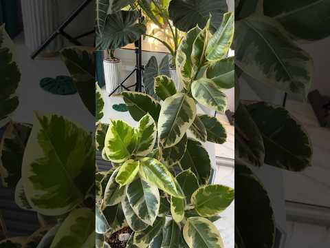 МОЙ ПРЕКРАСНЫЙ ФИКУС ТИНЕКЕ 🤫 #фикус #plants #растения #тинеки #цветы #сад #эластика #flowers