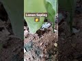 Lemon Sapling 🍋☘️ ನಿಂಬೆ ಸಸಿ🍋 #gkkeepcinema