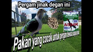 Pakan Yang Cocok Buat Pergam Dewasa