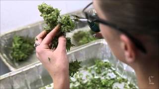 Legal pot sales begin in Colorado: Daily Headlines