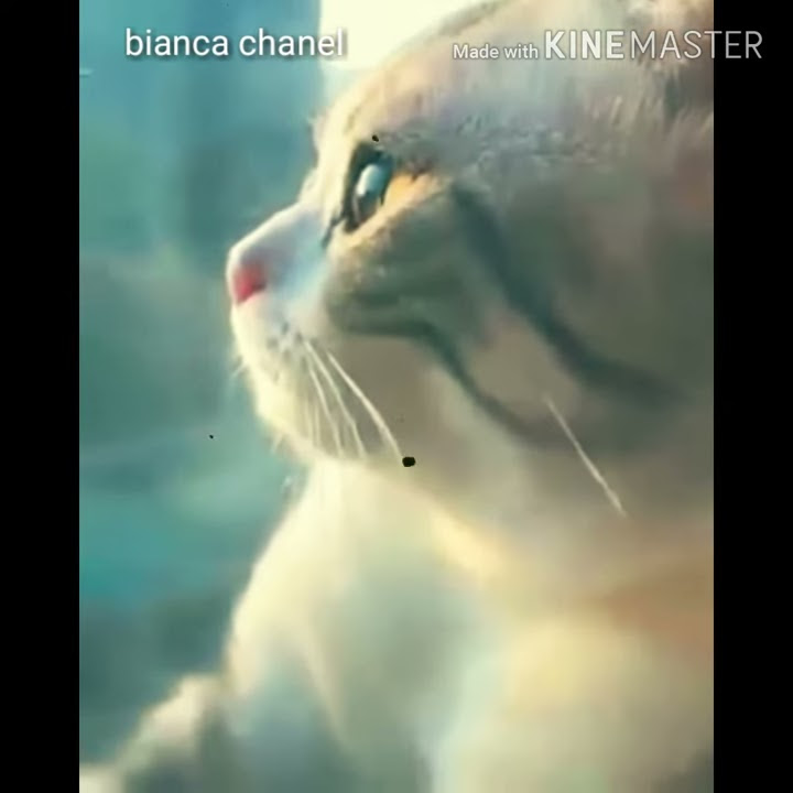 status wa kucing galau
