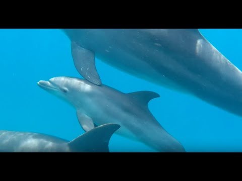 Amazing Shab El Erg dolphins (dolphin house) 2018