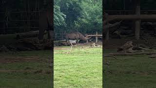 Fort Worth Zoo Rhinoceros🦏