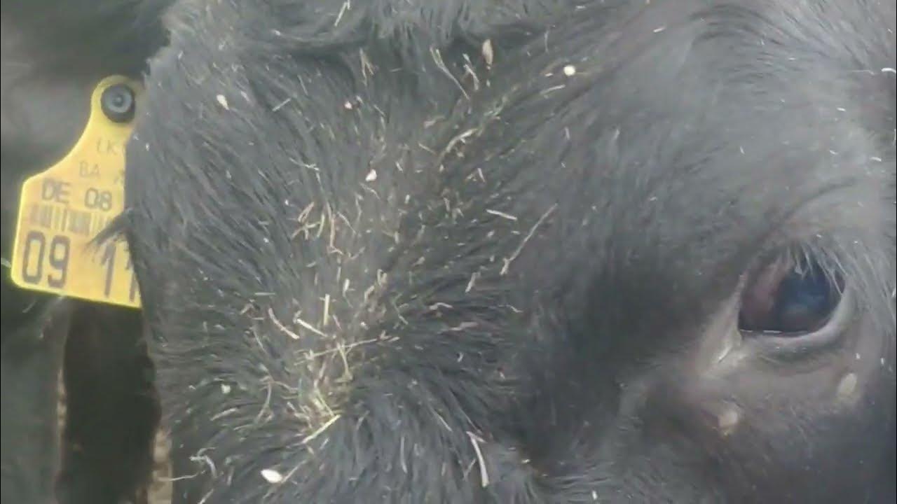 Headless horseman (The microphones cover) YouTube