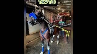 TAYTO BEST TROTTER EVER LIVED 9 king of the roads KAVAN DOHERTY