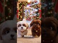 Cookie and Brownie Christmas Adventure #ChristmasKidsVideo#CuteDogsChristmas #HolidayMagic